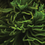 Pôvod a história spiruliny: Cesta zázračnej riasy 2 Pôvod a história spiruliny: Cesta k zázračnej riasy