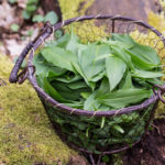 Medvedí cesnak - zelený poklad jarných lesov 2 Medvedí cesnak - zelený poklad jarných lesov