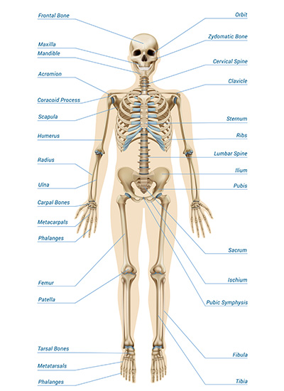 delenie kosti cloveka
