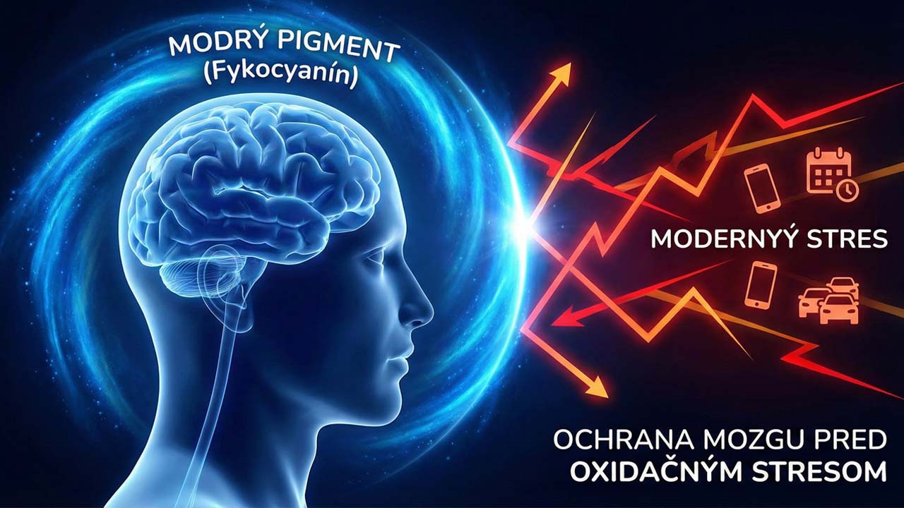 Čo je spirulina a prečo by ste ju (ne)mali zaradiť do jedálnička? 5 Ilustrácia fykocyanínu prechádzajúceho hematoencefalickou bariérou a chrániaceho mozgové bunky pred oxidačným stresom a zápalom, s odkazom na kognitívnu funkciu.