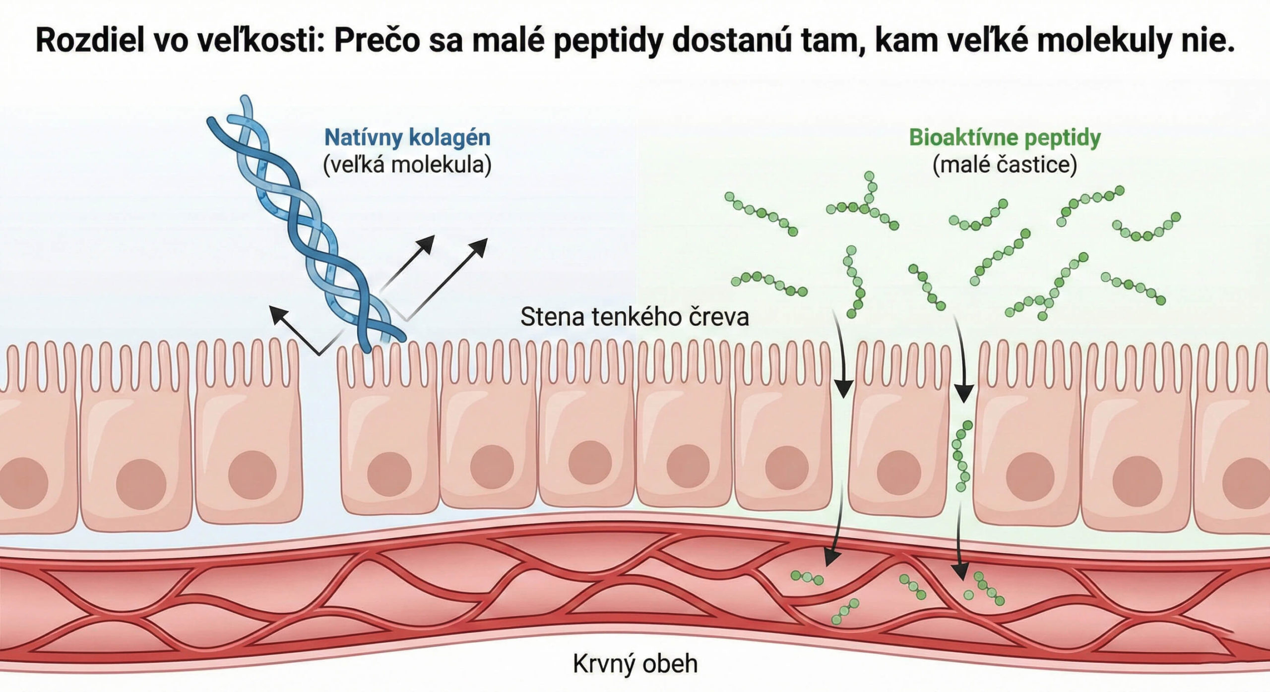 Prečo bežné kolagény z lekárne nefungujú? 3 Rozdiel vo veľkosti: Prečo sa malé peptidy dostanú tam, kam veľké molekuly nie.