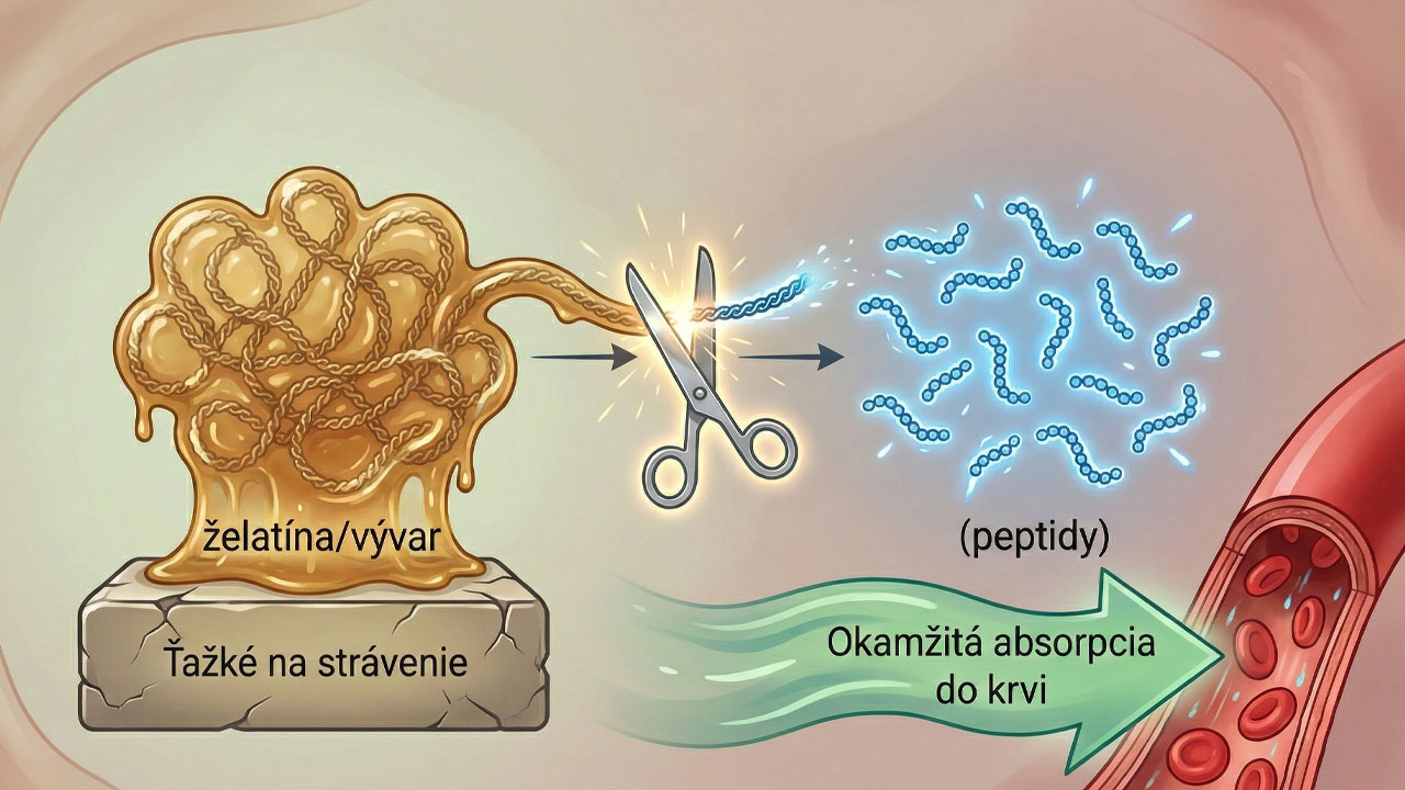 Kostný vývar alebo kolagén? Ktorý je lepší na kĺby? 4 Rozdiel medzi molekulou želatíny a hydrolyzovaným kolagénovým peptidom